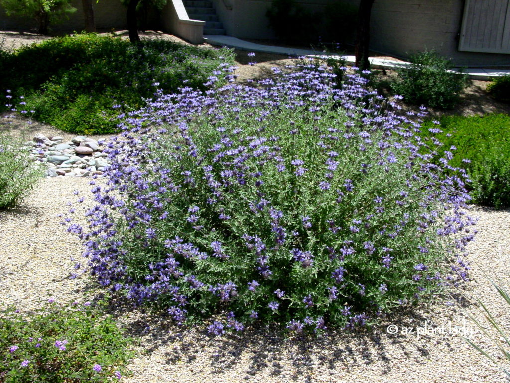 Chaparral Sage (Salvia clevelandii)