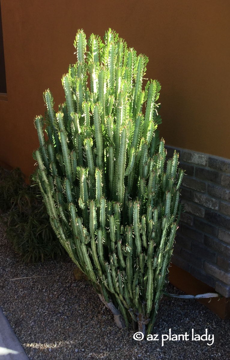 A beautiful succulent, Euphorbia trigona