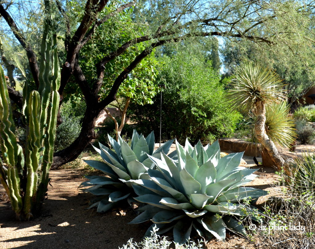 Two Whale's Tongue Agave (Agave ovatifolia)