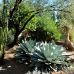 Two Whale's Tongue Agave