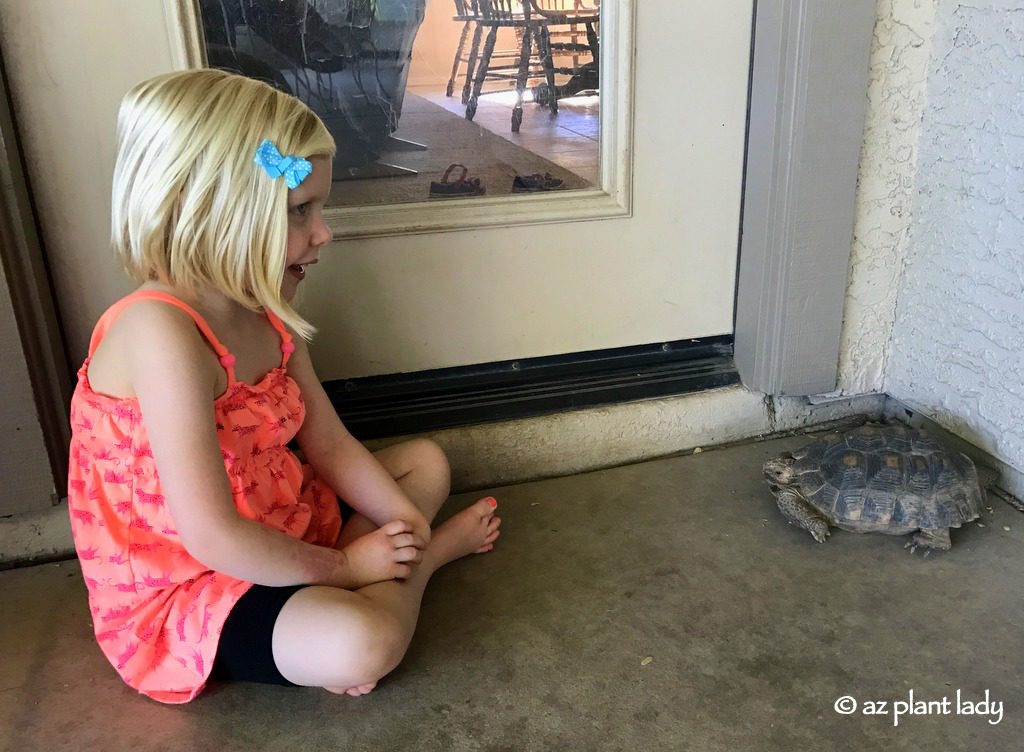 My granddaughter Lily enjoyed talking to our desert tortoise, Aesop, during her visit to Arizona from Michigan