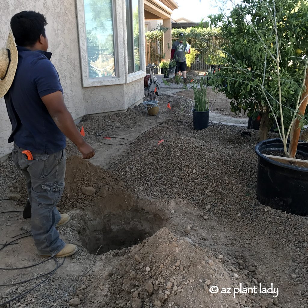 A palo blanco (Acacia willardiana) tree will soften this area without outgrowing this area. 