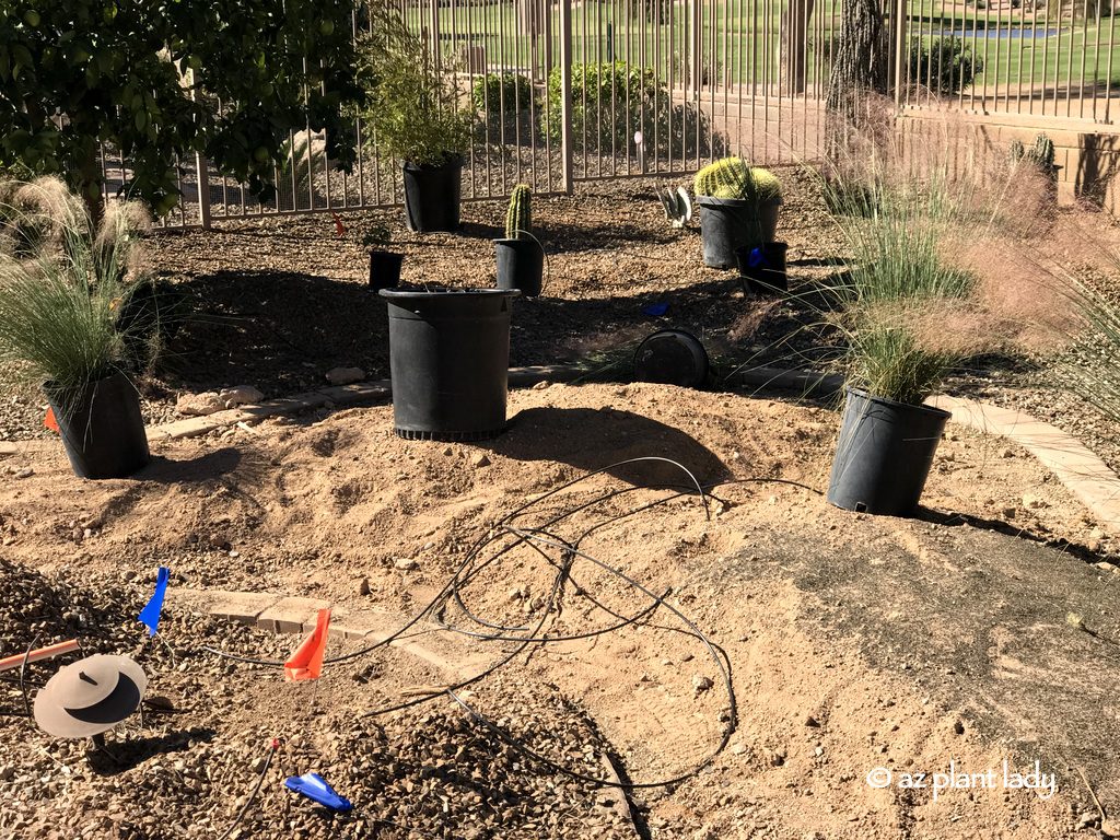 A mixture of pink muhly (Muhlenbergia capillaris) and artichoke agave (Agave parryi ‘truncata’) are being planted in the area formerly covered by artificial turf.