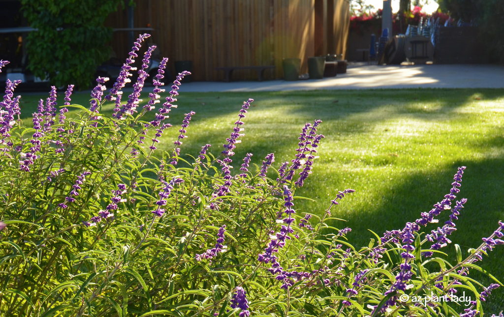 Fall Blooming Shrubs, Mexican Bush Sage (Salvia leucantha)