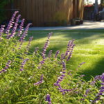 Mexican Bush Sage (Salvia leucantha)