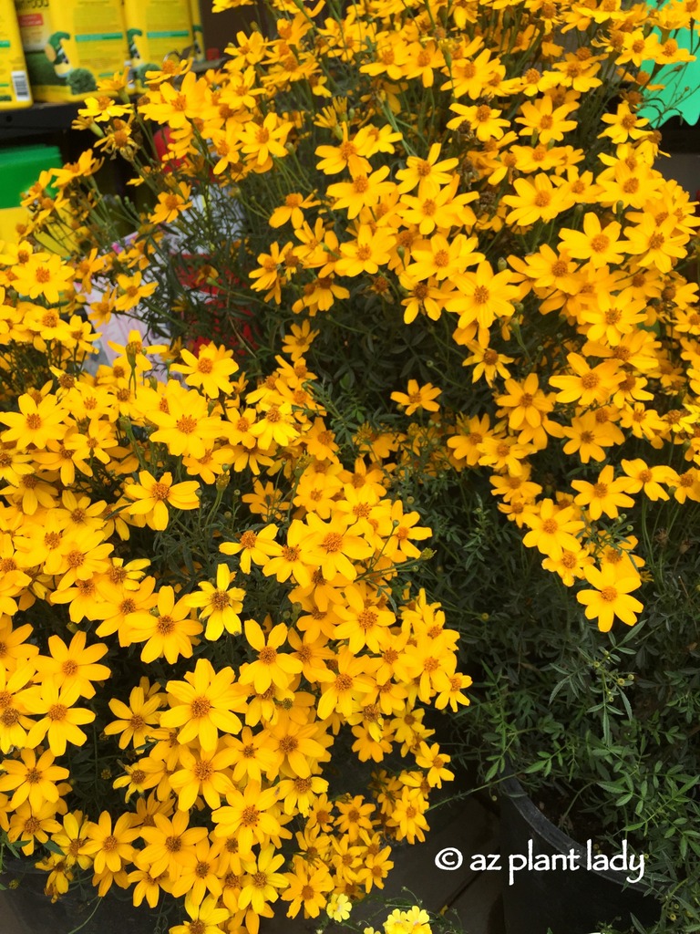 Mt. Lemmon Marigold (Tagetes lemmonii)