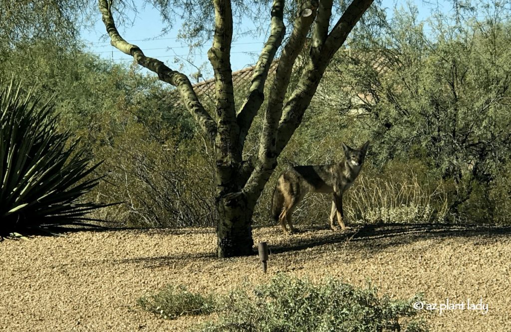 Coyote