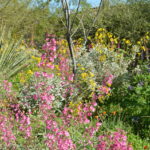 Desert_Spring_Flowers_penstemon_parryi.