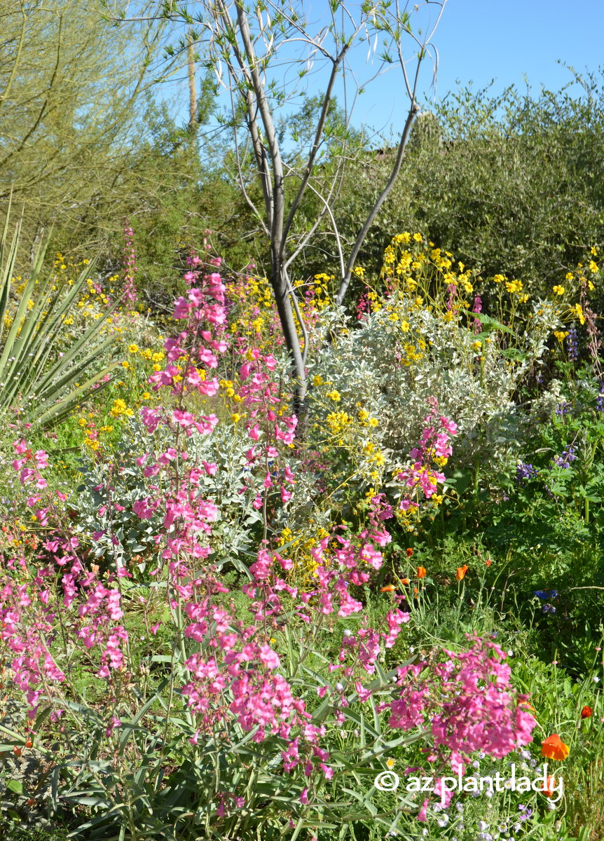 The pink flowers of Parry’s penstemons (Penstemon parryi) adds welcome color to a spring garden.