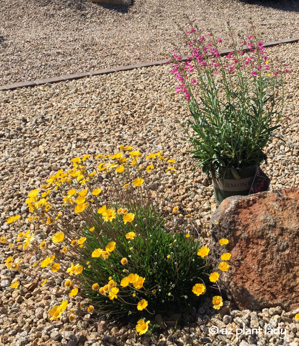 Parry’s penstemons (Penstemon parryi)