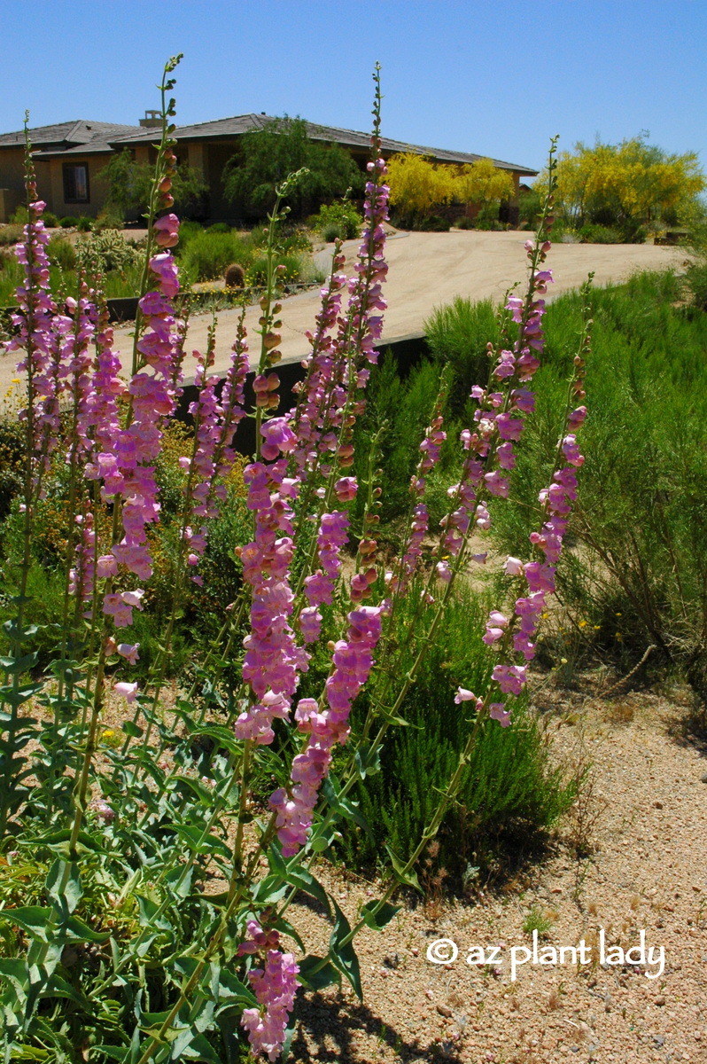 The 4 - 6 foot flowering spikes of Palmer's penstemons (Penstemon palmeri) lightly perfume the air of this desert landscape.