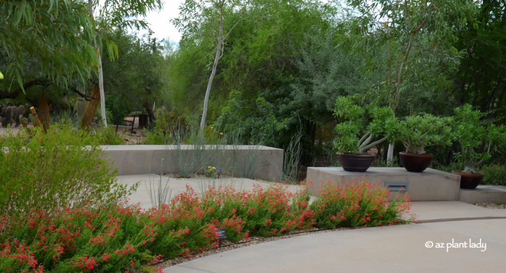 A row of rock penstemons (Penstemon baccharifolius) adds lovely color to this area at the Desert Botanical Garden in Phoenix.