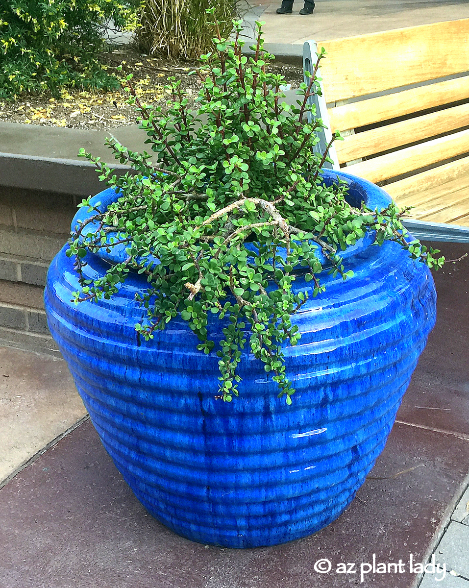 Colorful containers at Civano Nursery, Tucson