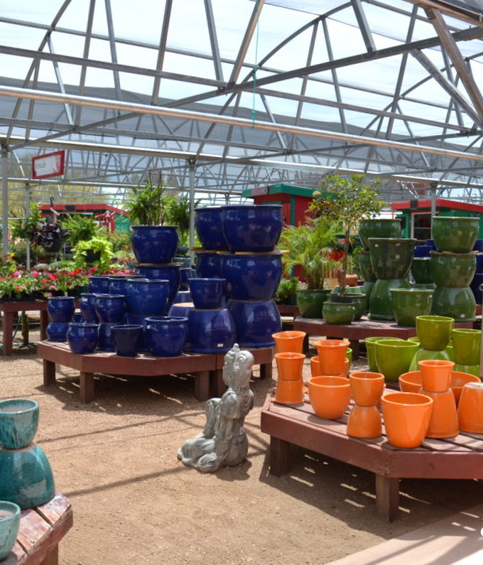 Ramblings from a Desert Garden AZ Plant Lady