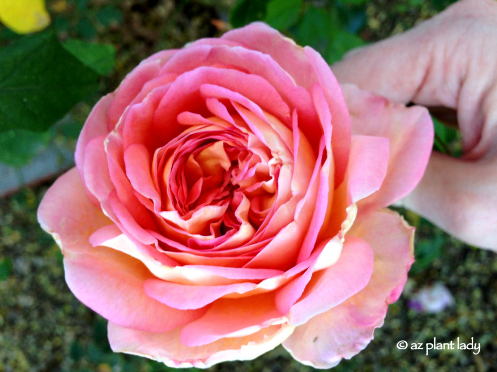 Abraham Darby Rose 