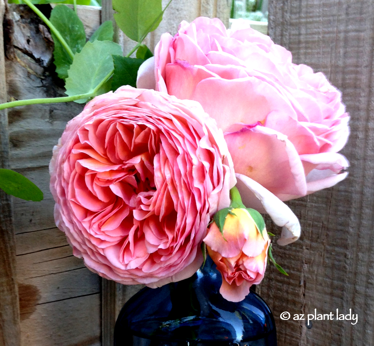 Carton Rosette Rose Petal Cones