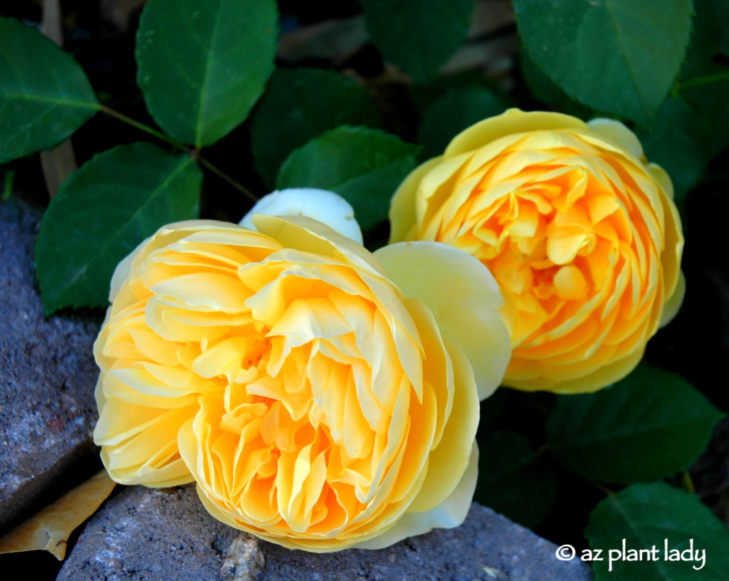 'Graham Thomas' English shrub rose