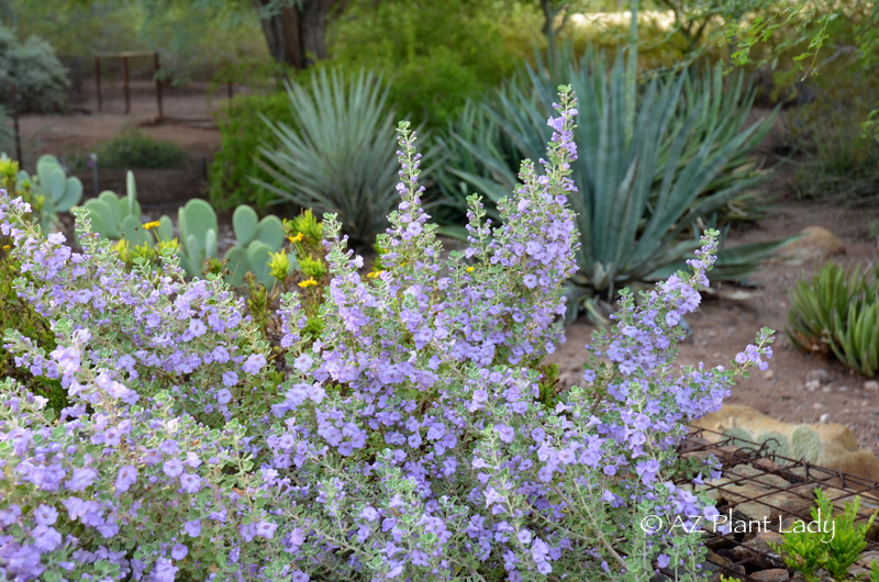 Texas sage shrub with natural shape