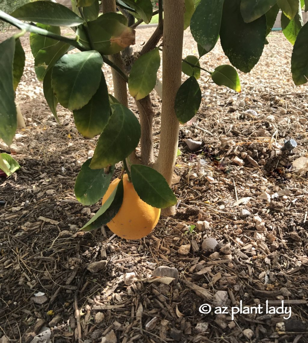 Meyer' lemon tree