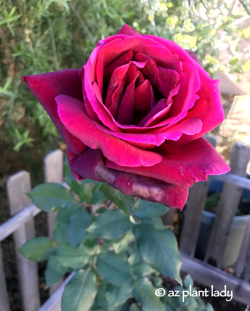 'Mister Lincoln' hybrid tea rose