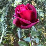 Mister Lincoln hybrid tea rose