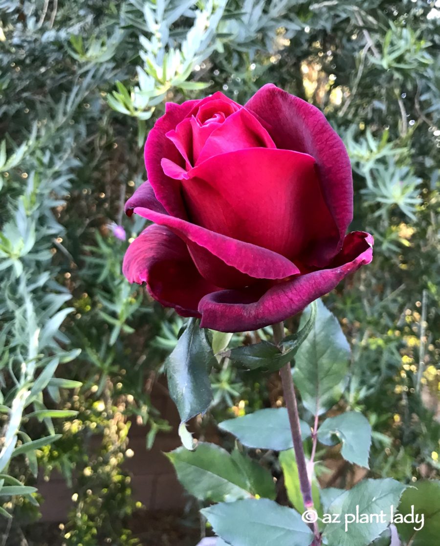 Mister Lincoln hybrid tea rose