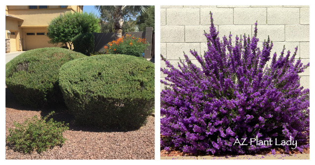 Which one would you rather have? Learn how to maintain shrubs the right way in the desert garden in my popular shrub pruning workshop