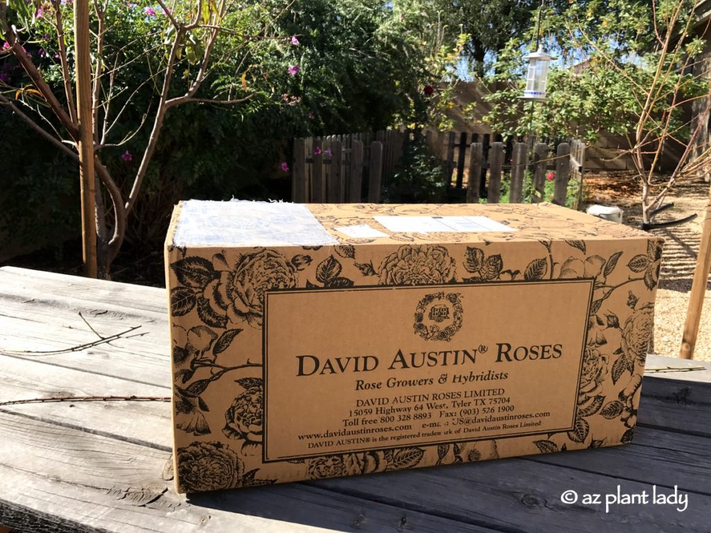 David Austin Roses