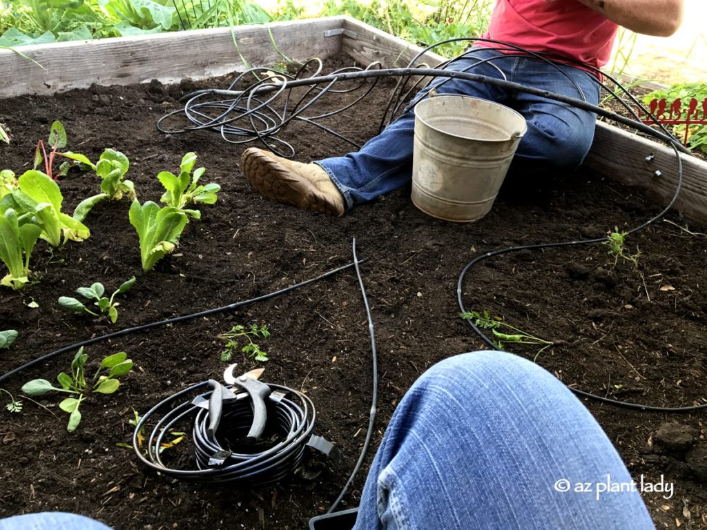 Cool-season vegetables transplants