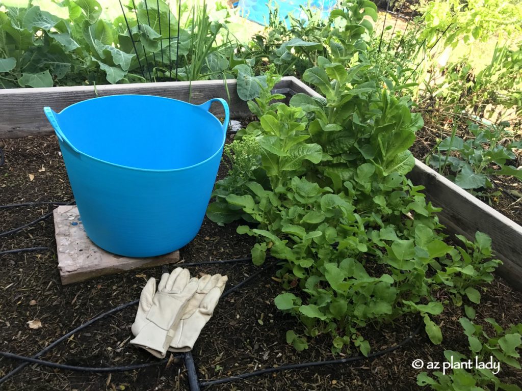 Cool-season vegetables transplants