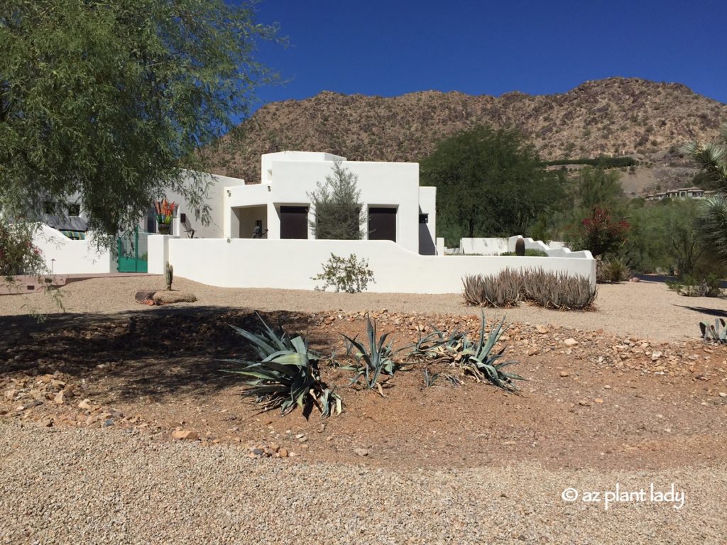 Landscape Dilemma: Colorful Container Before and After Landscape