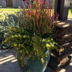 Sticks_on_fire_euphorbia_container_portulacaria_afra.