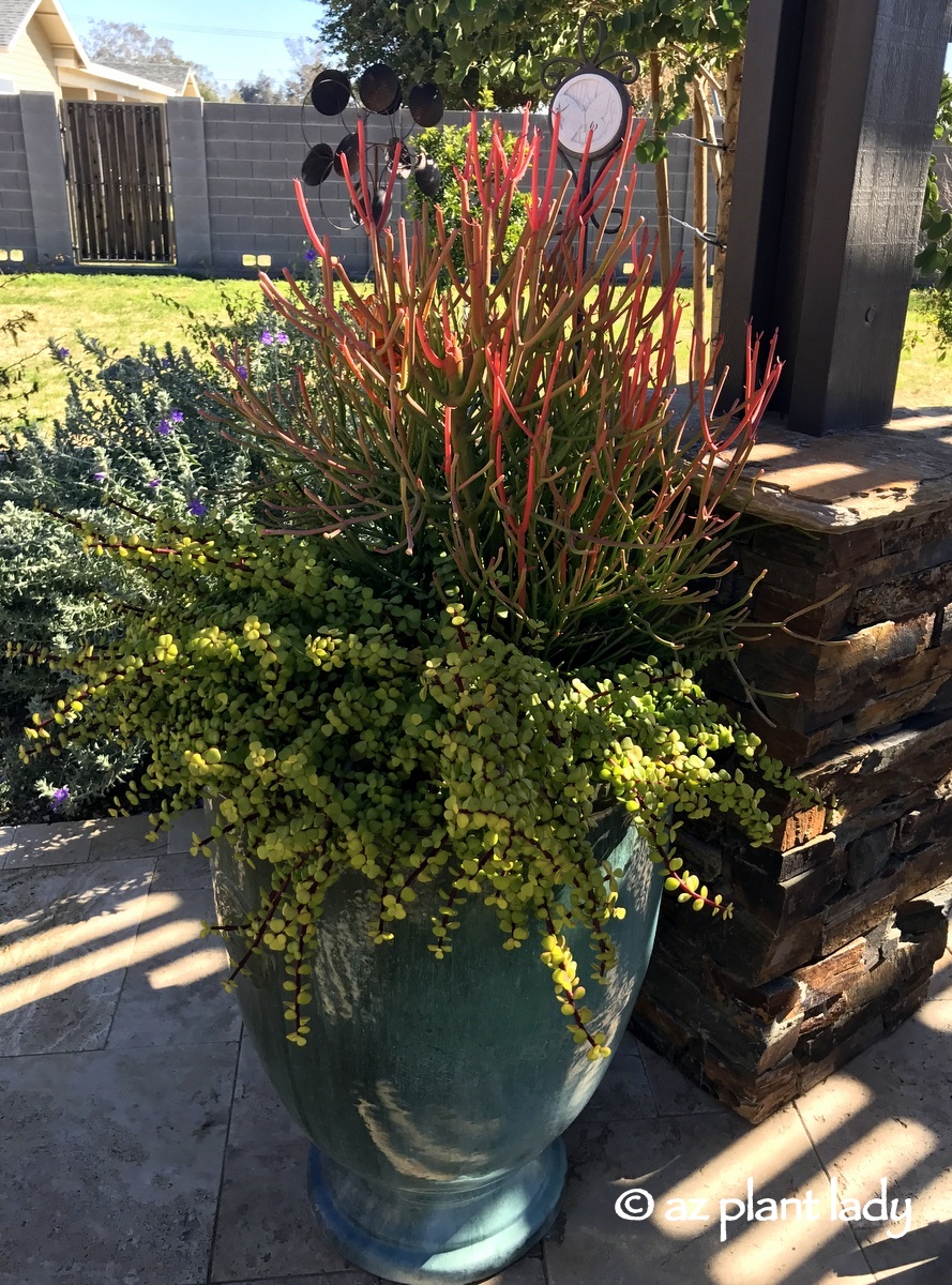 Landscape Dilemma: Colorful Container Before and After Landscape