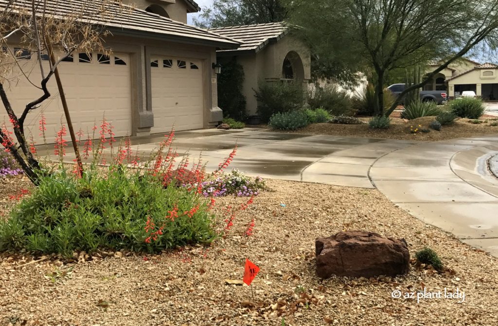 Winter Garden, The vibrant flowers of firecracker penstemon (Penstemon eatoni) add a welcome splash of color during winter and into spring.