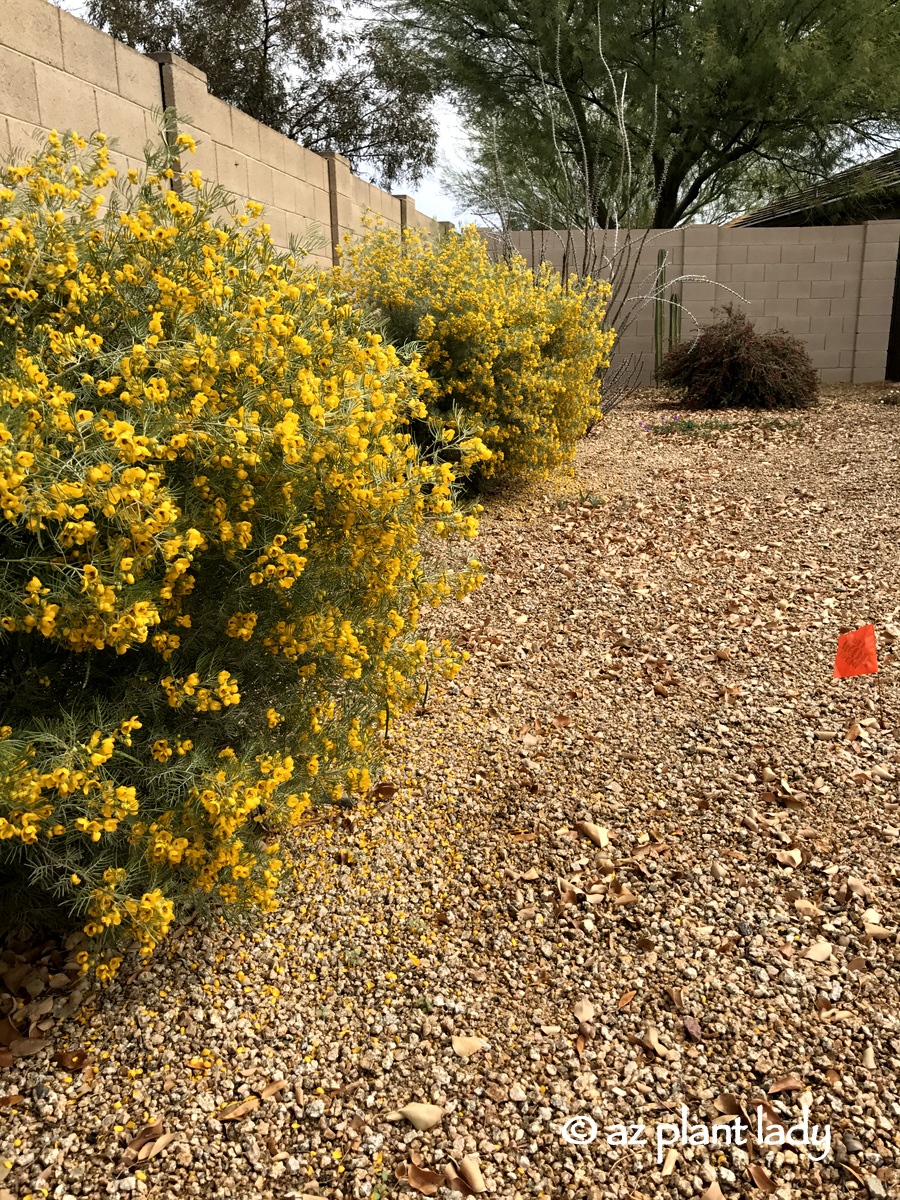 The fragrant blossoms of feathery cassia (Senna artemisiodes) add visual warmth to the winter landscape.