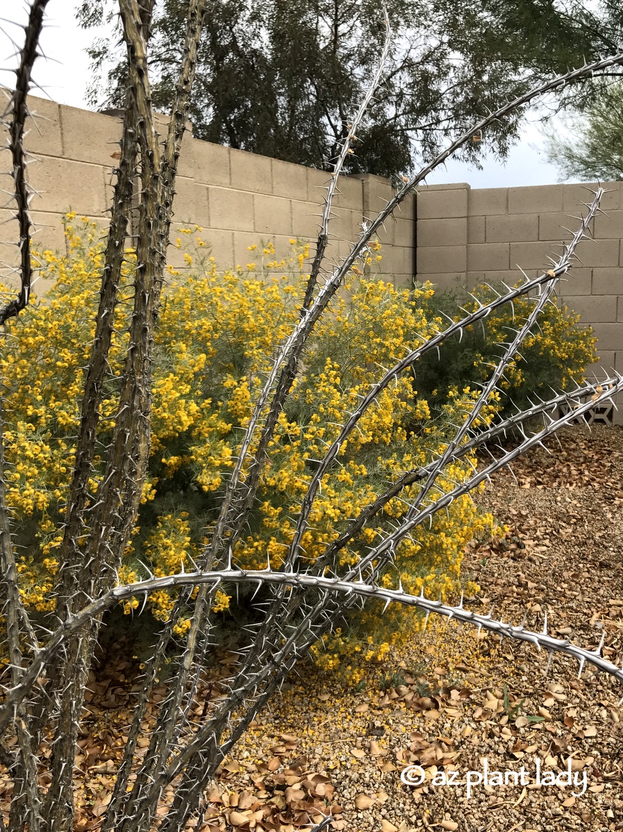 The leafless canes of an ocotillo will soon leaf out with the arrival of spring. 