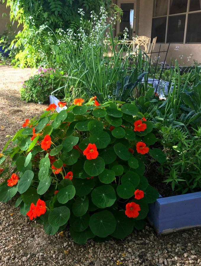 Ramblings from a Desert Garden AZ Plant Lady