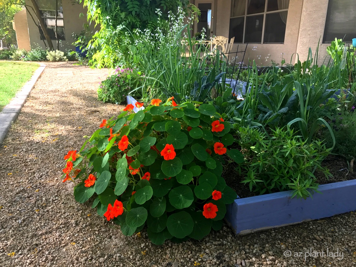 Tour of AZ Plant Lady�s Garden Part 3 Ramblings from a