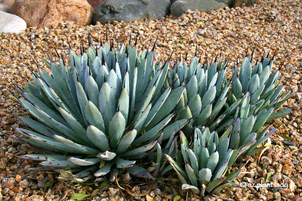 Artichoke Agave and Her Babies