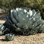 Black Spine Agave (Agave macroacantha)