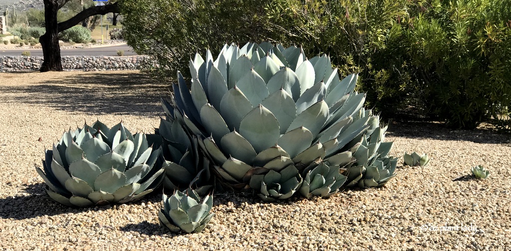 Artichoke Agave and Her Babies