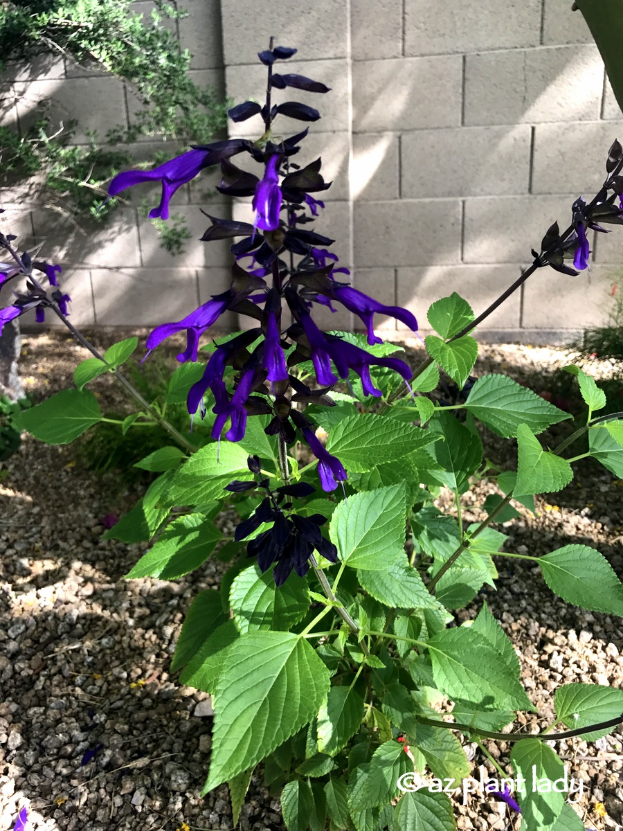 Lovely Perennials, Friendship Sage (Salvia 'Amistad')