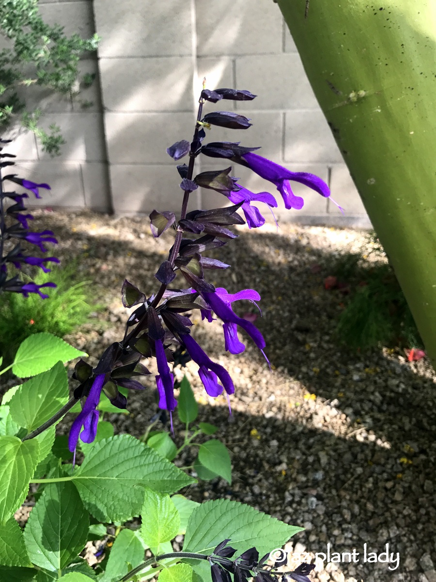 Lovely Perennials, Friendship Sage (Salvia 'Amistad')