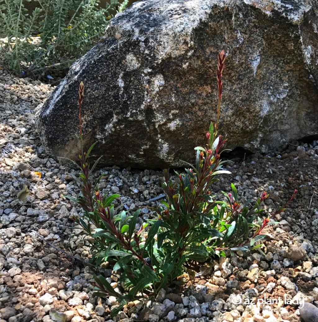 'Little Janie' Gaura