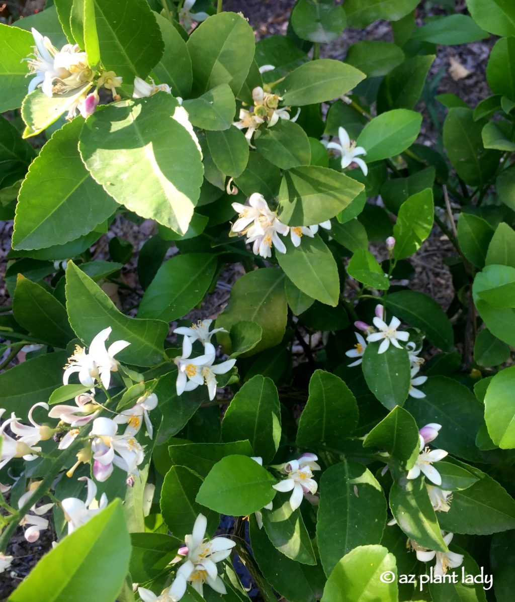 Meyer Lemon