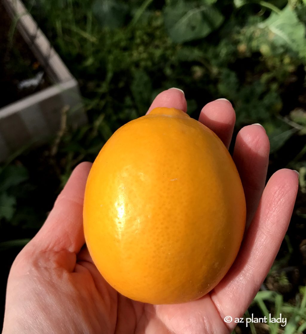 Meyer Lemon