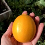 Meyer Lemon