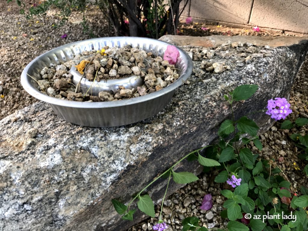 Gardening With Kids: A Love Affair With Rocks
