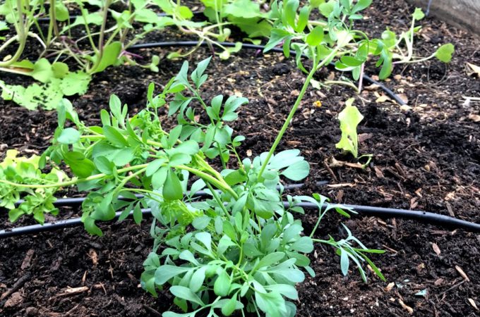 Repel Cats From Garden Archives Ramblings A Desert I Have A Problem In My Garden The Suspects Who Wreak Havoc On Vegetable Gardens Are Furry Tails And Whiskers Surface They Very Cute