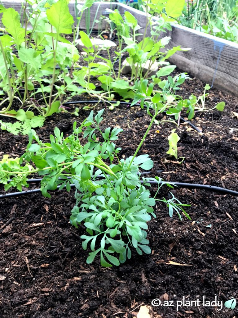 rue_repels_cats_in_garden Desert Gardening 101